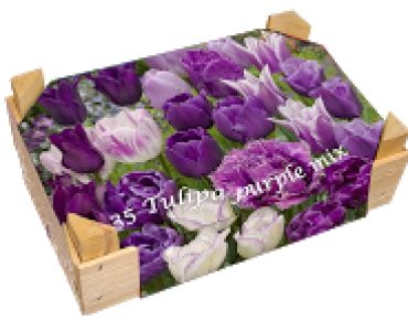 Цветен микс в лилаво